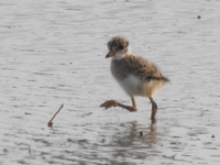 DSCN5500ケリ幼鳥.JPG