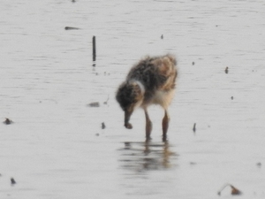 DSCN5511ケリ幼鳥.JPG