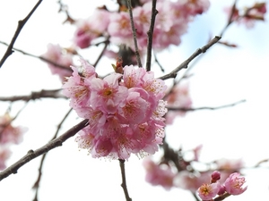 DSCN9319椿寒桜.JPG