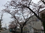 今日の万太郎ぜきの桜