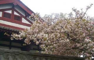 西安観光スポット　青龍寺の桜