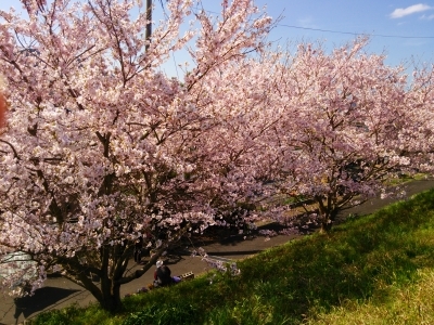 2015桜 (1).jpg