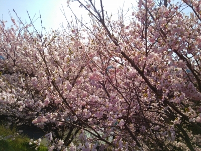 2015桜 (4).jpg