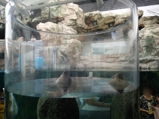 京都水族館 (15).JPG