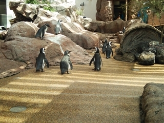 京都水族館 (26).JPG