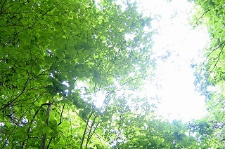 森林.jpg