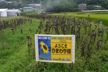 ひまわり花の後　和歌山県