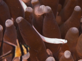 200811lembeh0038-1.jpg