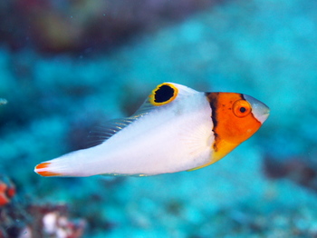 200811lembeh0070.jpg