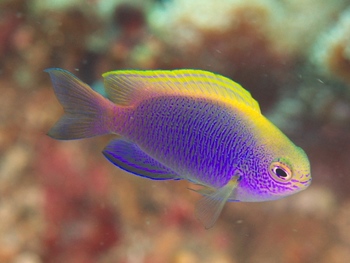 200811lembeh0085.jpg