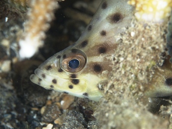 200811lembeh0151-1.jpg