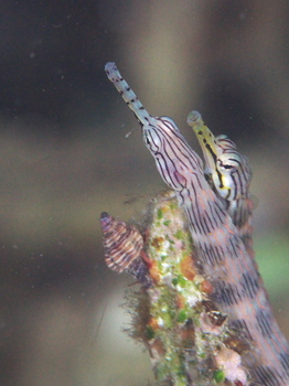 200811lembeh0153.jpg