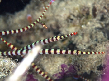 200811lembeh0169+1.jpg