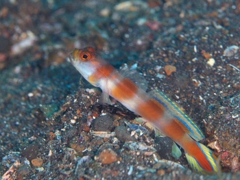 200811lembeh0199-1.jpg