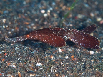 200811lembeh0202-1.jpg