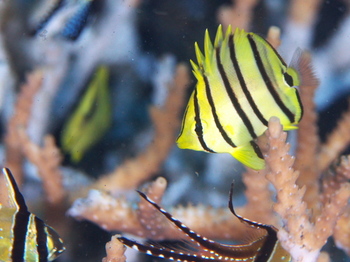 200811lembeh0229.jpg