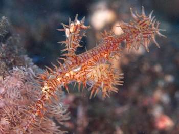 200811lembeh0246.jpg