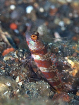 200811lembeh0260-1.jpg