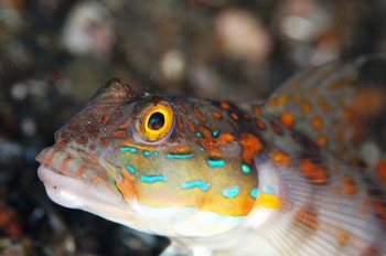 200811lembeh0272-1.jpg