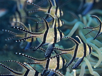 200811lembeh0274.jpg