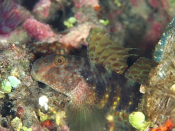 200811lembeh0307-1.jpg