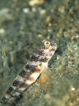 200811lembeh0338-1.jpg