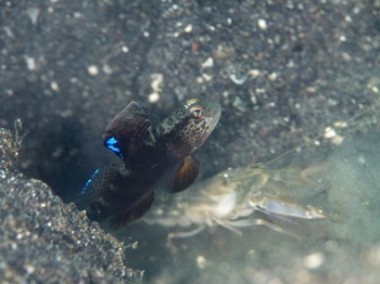 200811lembeh0342-1.jpg