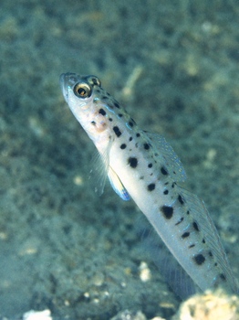 200811lembeh0346-1.jpg