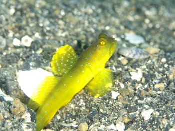 200811lembeh0347.jpg