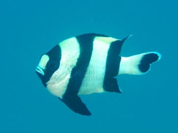 200811lembeh0367-1.jpg