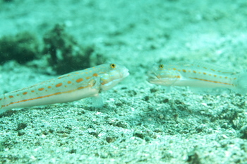 200811lembeh0395.jpg