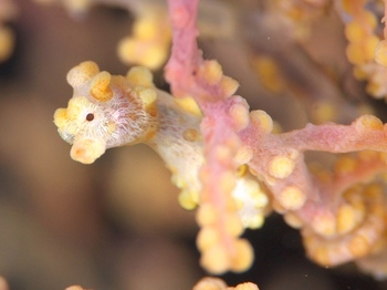 200811lembeh0411-1.jpg