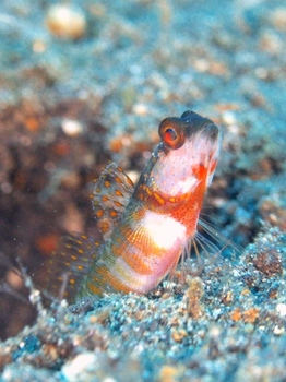 200811lembeh0487-1.jpg