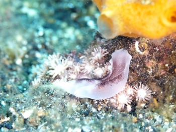 200811lembeh0562_1-1.jpg