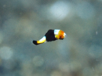 200811lembeh0570-1.jpg