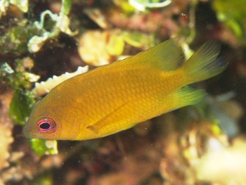 200811lembeh0595-1.jpg