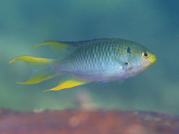 200811lembeh0605.jpg