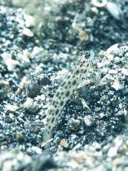 200811lembeh0636-1.jpg