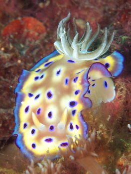 200811lembeh0653_1.jpg