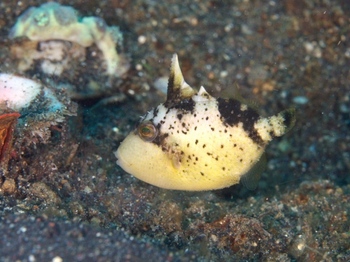 200811lembeh0659-1.jpg