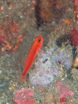 200811lembeh0660-1.jpg