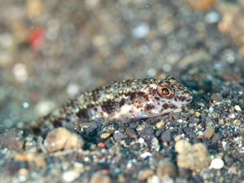 200811lembeh0745-1.jpg