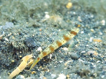 200811lembeh0802-1.jpg