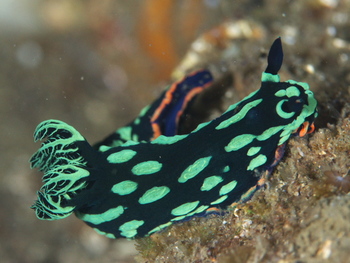 200811lembeh0823_1.jpg