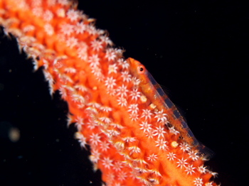 200811lembeh0825.jpg