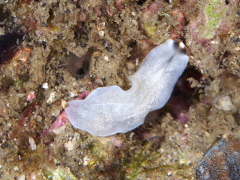 200811lembeh0846_1.jpg