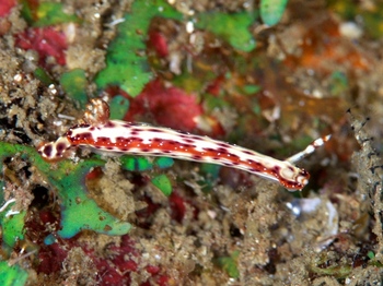 200811lembeh0851_1-1.jpg