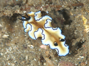 200811lembeh0870_1.jpg