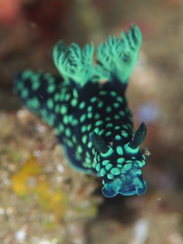 200811lembeh0876_1.jpg