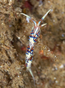 200811lembeh0885_1-1.jpg